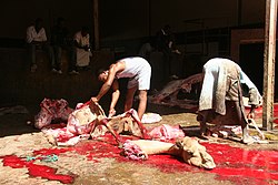 Camel slaughter in Mauritania