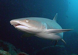 Frontal view of a whitetip reef shark, which has a wedge-shaped snout, oval eyes, and tubular flaps of skin next to the nostrils