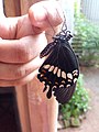 Female, Sri Lanka