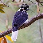 Tufted jay