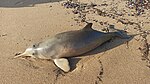 Beached La Plata dolphin