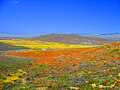 Antelope Valley California Poppy Reserve