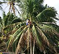 Locally called "manananggot" for tuba gatherer.
