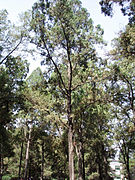 Mature tree