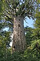 Image 46Tāne Mahuta, the biggest kauri (Agathis australis) tree alive, in the Waipoua Forest of the Northland Region of New Zealand. (from Conifer)