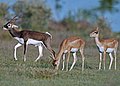 Male and female blackbucks