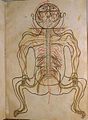 Image 39A coloured illustration from Mansur's Anatomy, c. 1450 (from Science in the medieval Islamic world)