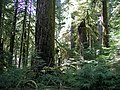 Image 22Old-growth forest in the Opal Creek Wilderness, a wilderness area located in the Willamette National Forest in the U.S. state of Oregon, on the border of Mount Hood National Forest. It has the largest uncut watershed in Oregon. (from Old-growth forest)