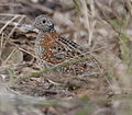 Painted buttonquail (Turnix varia)