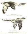 Image 8The hawk-cuckoo resembles a predatory shikra, giving the cuckoo time to lay eggs in a songbird's nest unnoticed (from Animal coloration)