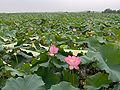 Nelumbo nucifera, Agriculture in China