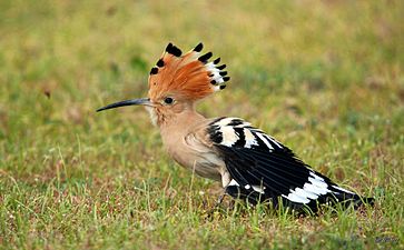 Eurasian hoopoe (Upupa epops)