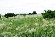 Feather Forb Meadow on Yamskaya Steppe