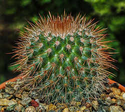 English Wikipedia picture of the day for 5 September: "Mammillaria spinosissima, also known as the spiny pincushion cactus, is a species of flowering plant in the cactus family Cactaceae, endemic to the central Mexican states of Guerrero and Morelos."