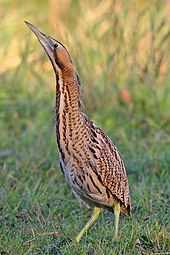 a large heron-like bird