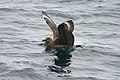 Great skua in water