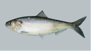 American shad