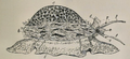 Drawing of the animal and the shell of Cypraea tigris; a) the shell b) the mantle c) foot d) siphon e) proboscis f) tentacles.