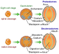 Image 34The bilaterian gut develops in two ways. In many protostomes, the blastopore develops into the mouth, while in deuterostomes it becomes the anus. (from Animal)