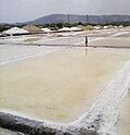 Salt Pan, Wadala East