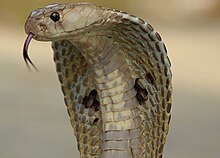 An Indian cobra (Naja naja) in a defensive posture