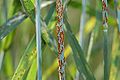 Puccinia graminis on wheat.