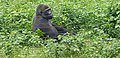 Image 18Gorilla at Mefou primate sanctuary (from Tourism in Cameroon)