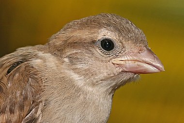 Juvenile House Sparrow