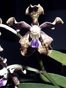 Vanda tessellata, one of the orchids found in Odisha[92]