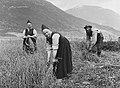 Image 13Harvesting oats at Fossum in Jølster during the 1880s (from History of Norway)