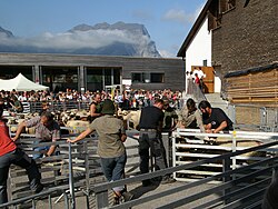 Livestock market at Schaufschod, 2009