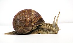 Helix pomatia, a species of air-breathing land snail used for escargot, is a little bit larger than the common garden snail.