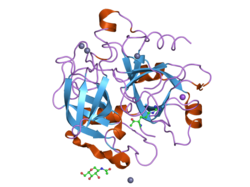 1z8i: Crystal structure of the thrombin mutant G193A bound to PPACK
