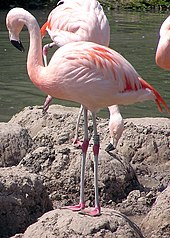 Two long-legged, long-necked pink birds stand atop cylindrical piles of mud, with water in the background.