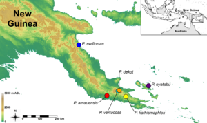 Map with the localities of six Paedophryne species.