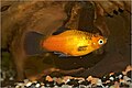 Wagtail platy