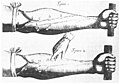 Image 40Image of veins from William Harvey's Exercitatio Anatomica de Motu Cordis et Sanguinis in Animalibus. Harvey demonstrated that blood circulated around the body, rather than being created in the liver. (from Scientific Revolution)