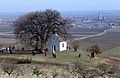 "The oldest tree of Bátaszék", European Tree of the Year 2016.