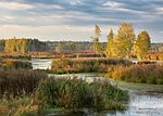 Upper Yauza swamp