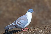 Snow pigeon (Columba leuconota) in Sela, Arunachal Pradesh