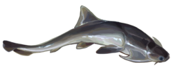 Dicksonosteus arctirus