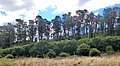 Image 31A Monterey pine forest in Sydney, Australia (from Conifer)