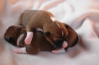 Newborn Basenji puppies