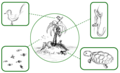 Image 14Simplified schematic of an island's fauna – all its animal species, highlighted in boxes (from Fauna)