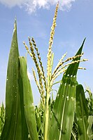 Many small male flowers make up the male inflorescence, called the tassel.