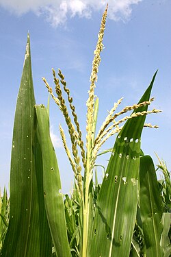Many small male flowers make up the male inflorescence or tassel.