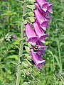 The foxglove, Digitalis purpurea, contains digoxin, a cardiac glycoside. The plant was used on heart conditions long before the glycoside was identified.[57][77]