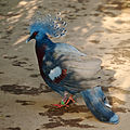 The Victoria crowned pigeon (Goura victoria) is one of the largest extant pigeons.