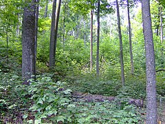 View of second growth forest from a hiking trail in the park