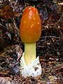 Amanita caesarea